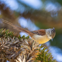 Araucaria Tit-Spinetail